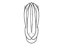   Osmia emarginata  male, diagram showing dorsal view of genitalia, diagram modified from Scheuchl 2006 
